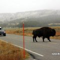 126_Yellowstone